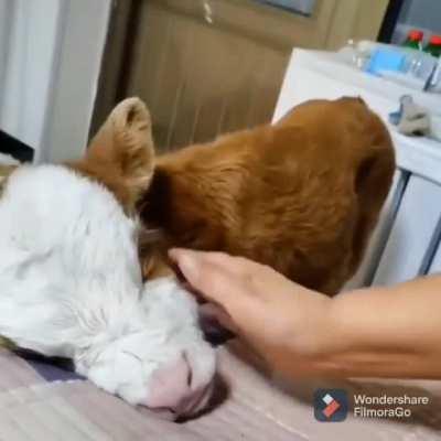 Little cow loves some scratches