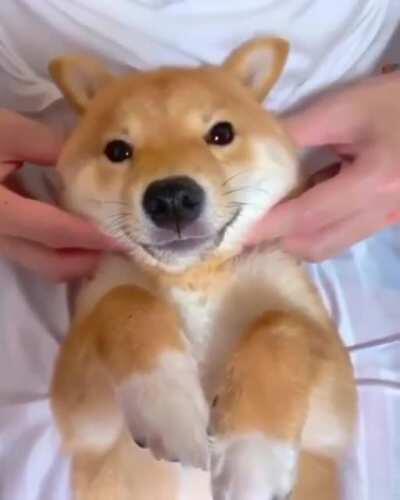 The Cutest Shiba Inu