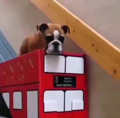 Owner builds a bus lift for her doggo who struggled on stairs with arthritis