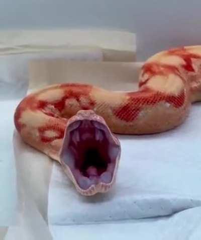 Ever Seen A Snake Yawn?