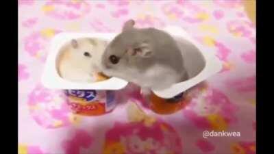 Demohamster tries to steal heavyhamsters food