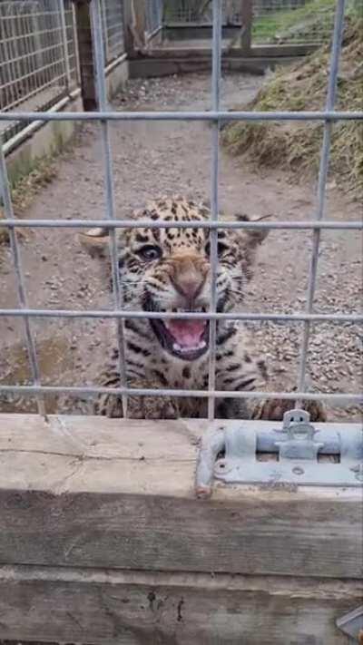 Jaguar just had a kitten at the zoo a few weeks ago.