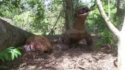 Komodo dragon rips and eats a baby fresh out of A living doe.