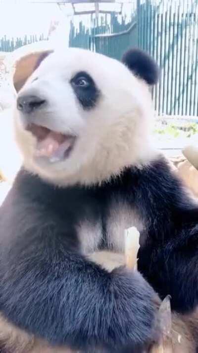 The way this panda eats bamboo