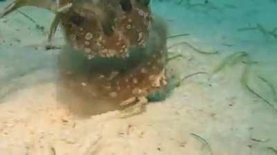 A crab using an upside down jellyfish to defend itself against predators