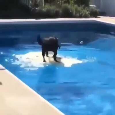 Water fearing doggo, gets toy out of pool without falling in