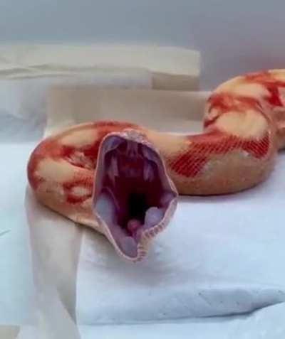 Have you ever seen a snake yawn?