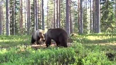 Best Bear fight ever. The cameraman was safe since he was inside a circle.