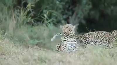 Female leopard performs mating ritual