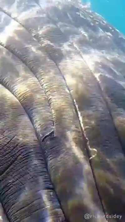 The eye of a humpback whale