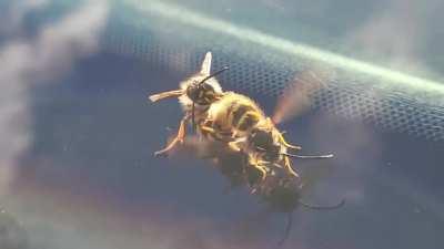 🔥 Queen wasp mating