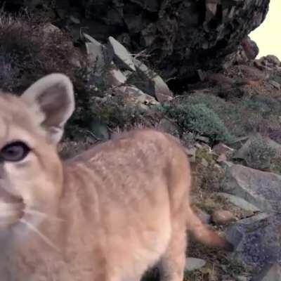 🔥 Young puma checking out a trail cam 🔥