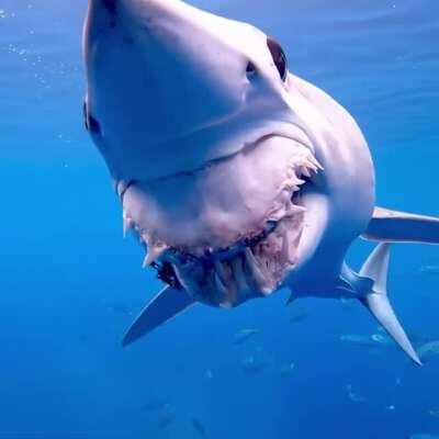 Mako Shark with its jaw ripped out by commercial fisheries on the high seas, this shark was one of the lucky ones to get away &amp;amp; somehow is still managing to survive.