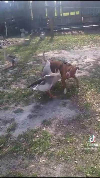 Goose: 🤬🔪 Dog: 😜🙃