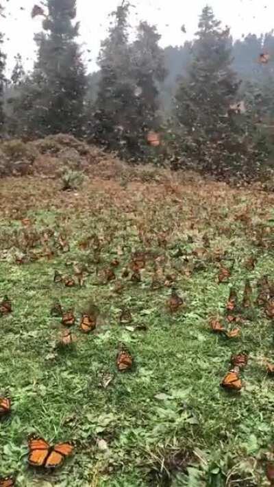 The monarch butterfly winter-migration (Michoacán, Mexico).