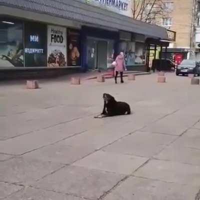 A dog howling along an air raid siren in Brovary, Ukraine