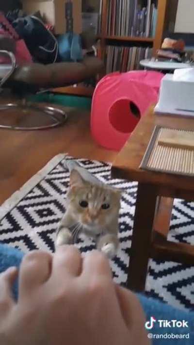 The way this cat dodges the table with its ear