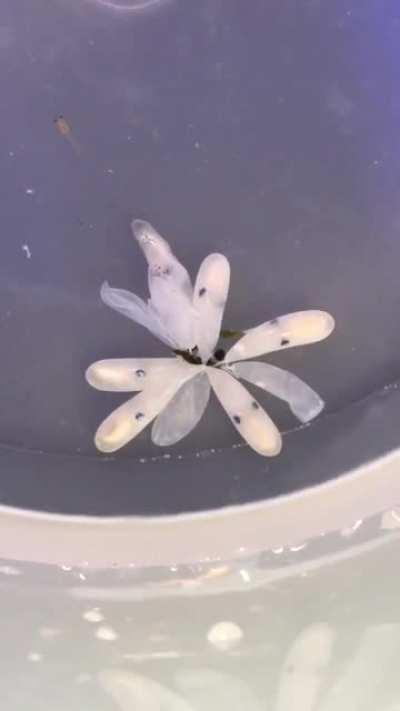 🔥 Baby octopus hatching and immediately changing color thanks to chromatophores (the pigment cells)