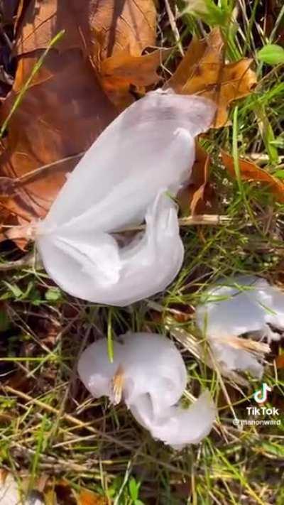 frost flowers 🌸