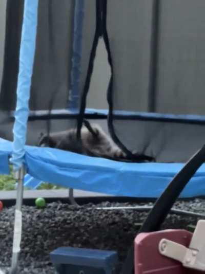 Playing around in the trampoline lol