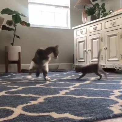 This kitty has no front paws, but plays with his new friend like nothing