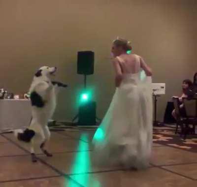 Doggo's first dance