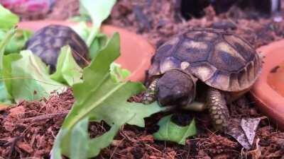 Maturin and Marla (in the background) are really enjoying their greens. My 1m old baby Testudo Hermanni (Italy)