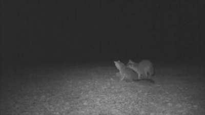 The different wildlife caught on the same game camera