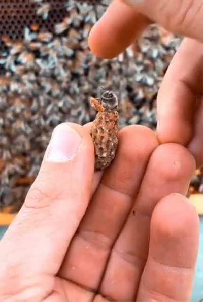 🔥 Beautiful Queen Bee Hatching 🐝