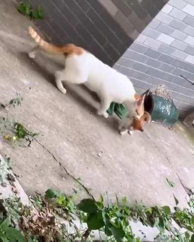 Mama cat finds her kitten outside..