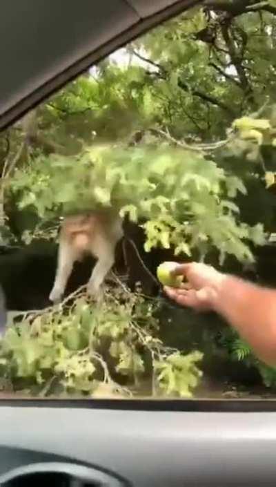 This monkey grabbing a fruit