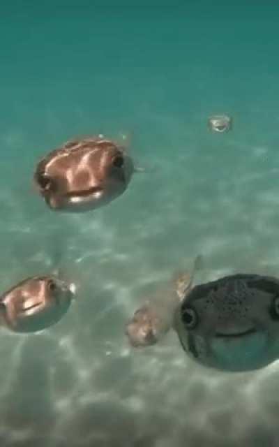 🔥 Curious Porcupine Fish.