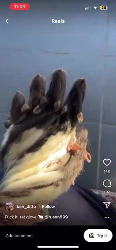 Rat Gloves