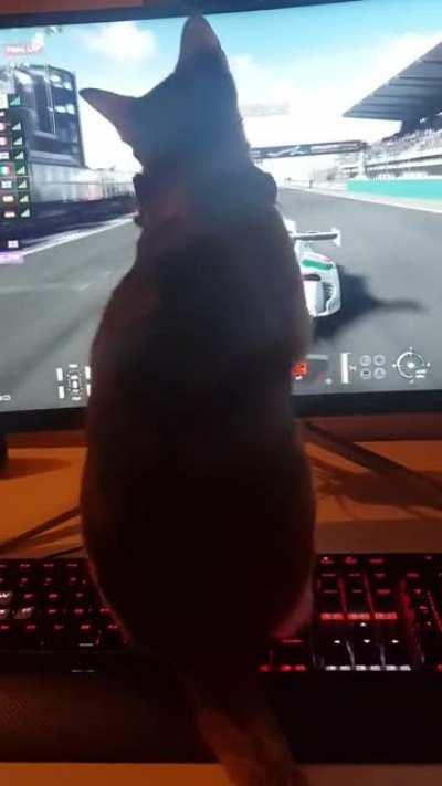 Cat learns to drive a race-car.