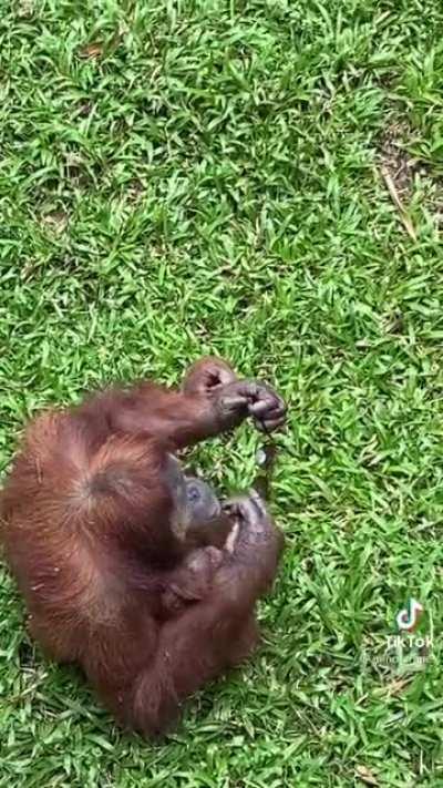 🔥 Orangutan tries on Sunglasses!😎✨❤️