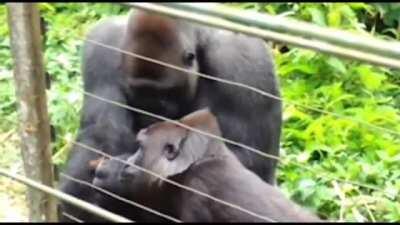 Silverback Gorilla protecting and caring for a tiny primate (Tarsier) he found.