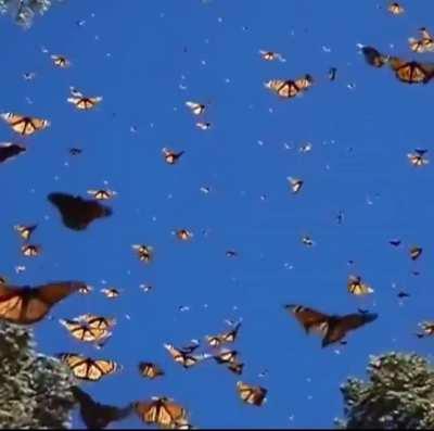 Millions of migrating Monarch butterflies