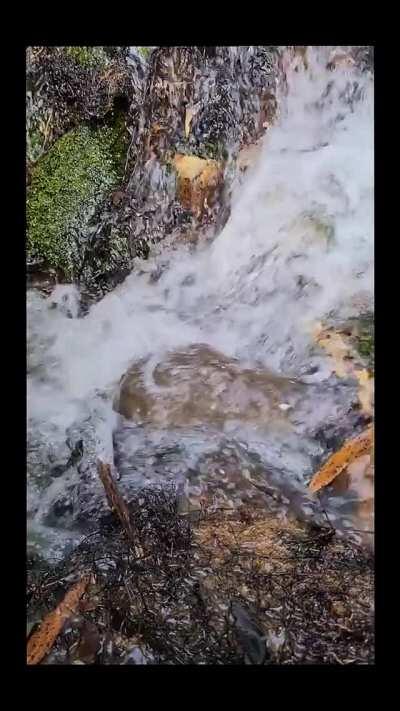 Platypus bathing in a small waterfall in Tasmania.