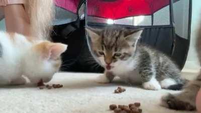 The kittens learning how to eat solids... Too precious!