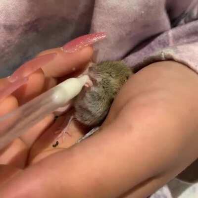 Nursing a baby mouse back to health (The Gentle Barn)