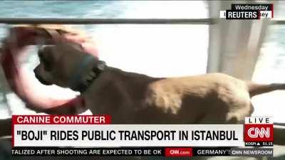 [CNN] A stray street dog in Istanbul, Turkey, has been seen traveling on public transport for several months