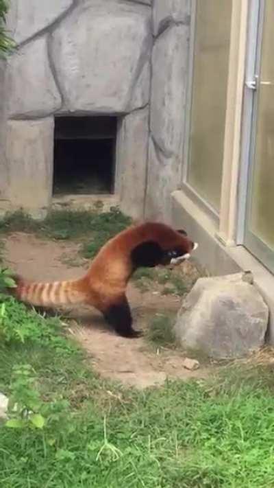 When provoked or threatened, red pandas will stand on their hind legs to appear larger