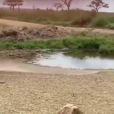 What an insane footwork to scape from the lioness