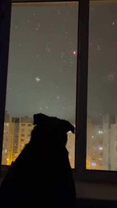 Good boi attends the fireworks.