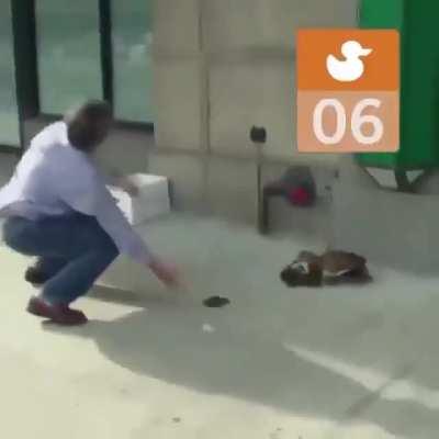 Man saves 11 ducklings while mom is waiting.