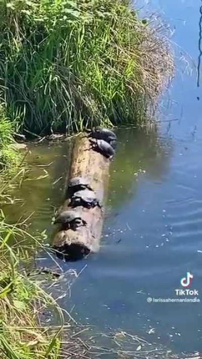 Multiple turtles managing to stay on top of a rotating log in the water...reminds me of mario party.