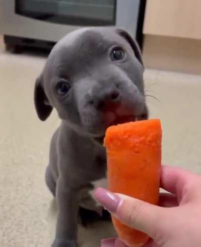 Enzo the blue staff can’t get enough of carrots