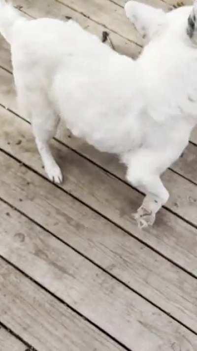 She’s 14 born deaf, and mostly blind. Still a happy girl and a pup at ❤️