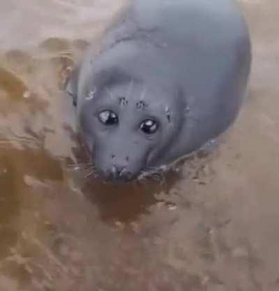 Juvenile seal with gentle eyes approches humans.