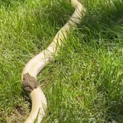 🔥 Toad riding a snake 🔥